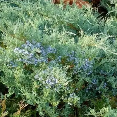 Можжевельник ГРЕЙ ОУЛ виргинский  в Жодино
