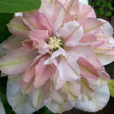 Клематис ИННОСЕНТ БЛАШ в Жодино