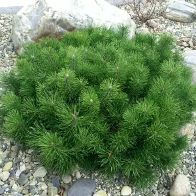 Сосна горная МУГУС в Жодино