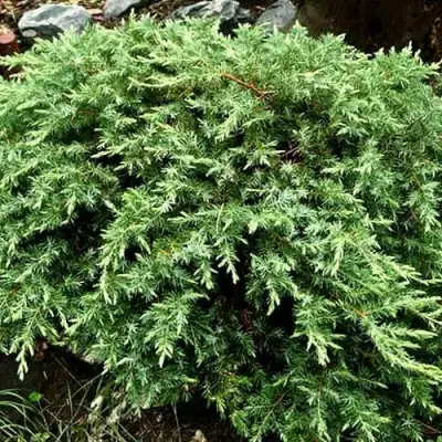 Можжевельник ШЛЯГЕР прибрежный в Жодино