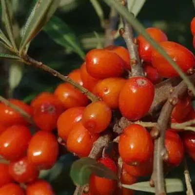 Облепиха ВОРОБЬЕВСКАЯ в Жодино