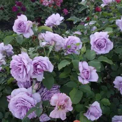 Роза ЛАВ СОНГ флорибунда в Жодино