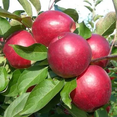 Яблоня КОВАЛЕНКОВСКОЕ в Жодино