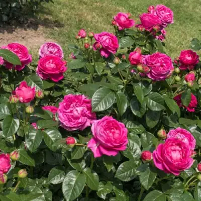 Роза АНУШКА чайно-гибридная в Жодино