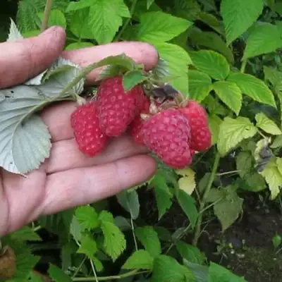 Малина КОРПИКО в Жодино