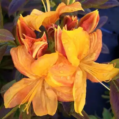 Азалия КЛОНДАЙК листопадная в Жодино