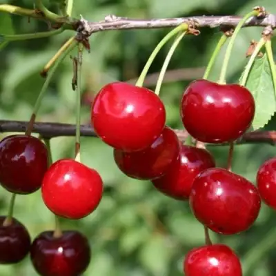 Вишня ХАРИТОНОВСКАЯ в Жодино