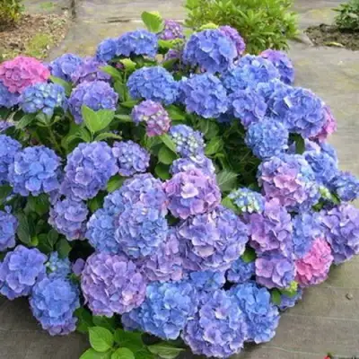 Гортензия БОДЕНСИ крупнолистная в Жодино