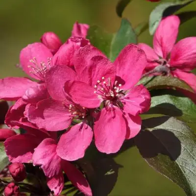Яблоня НЕДЗВЕЦКОГО в Жодино