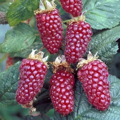 Ежемалина ТАЙБЕРРИ в Жодино