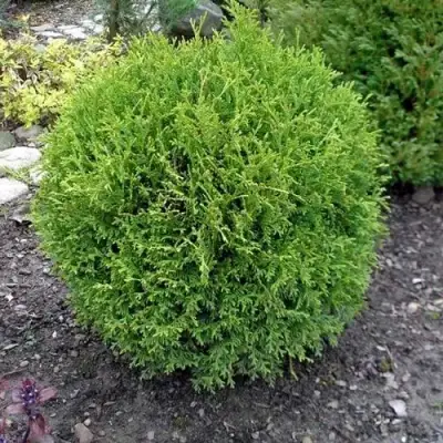 Туя ХОЗЕРИ западная в Жодино