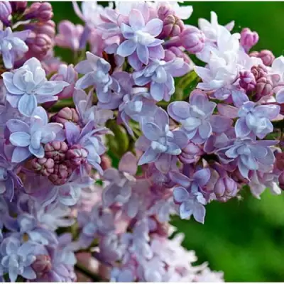 Сирень ПАМЯТЬ О ВАВИЛОВЕ в Жодино