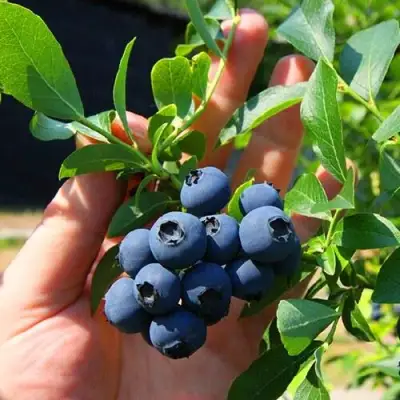 Голубика НОРТ КАНТРИ в Жодино