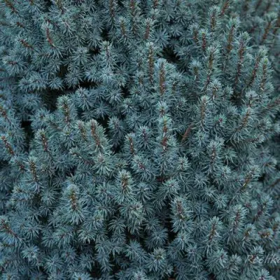 Ель САНДЕРС БЛЮ канадская в Жодино