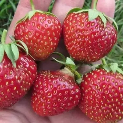 Клубника ВИМА ЗАНТА в Жодино