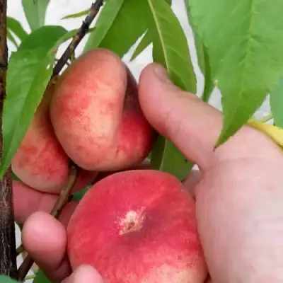 Персик САТУРН ИНЖИРНЫЙ в Жодино