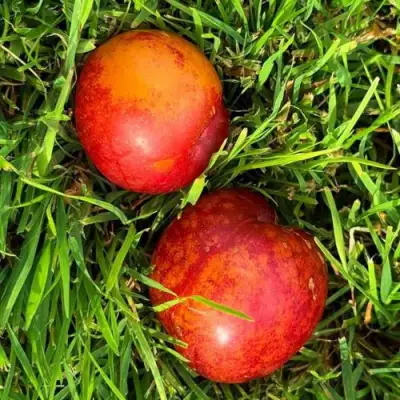 Шарафуга НЕКТАРИННАЯ в Жодино