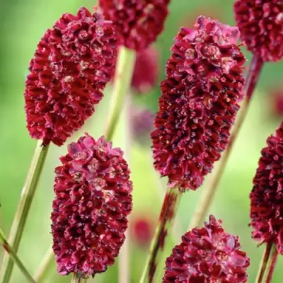 Кровохлебка ТАННА лекарственная в Жодино