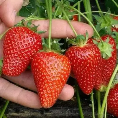 Клубника АЛЬБА в Жодино