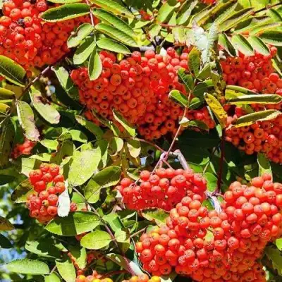 Рябина СОРБИНКА сладкоплодная в Жодино