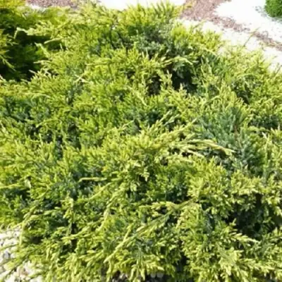 Можжевельник ГОЛД СТАР средний в Жодино