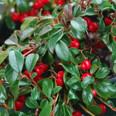 Кизильник Даммера в Жодино