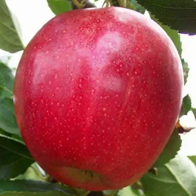 Яблоня ГАЛА МАСТ в Жодино