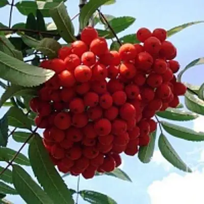 Рябина САХАРНАЯ ПЕТРОВА сладкоплодная в Жодино