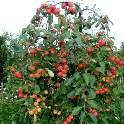 Яблоня ХЮВИНГИЕНЗИС декоративная в Жодино