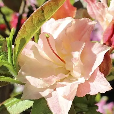 Азалия КЭННОНС ДАБЛ листопадная в Жодино