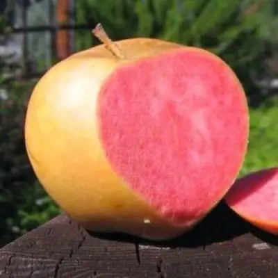 Яблоня ПИНК ПЕРЛ в Жодино