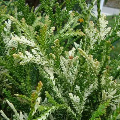 Туевик ВАРИЕГАТА долотовидный в Жодино