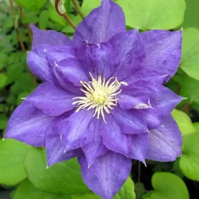 Клематис БЬЮТИ ОФ ВОЧЕСТЕР в Жодино