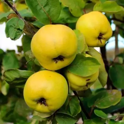 Айва ЯБЛОКОВИДНАЯ в Жодино