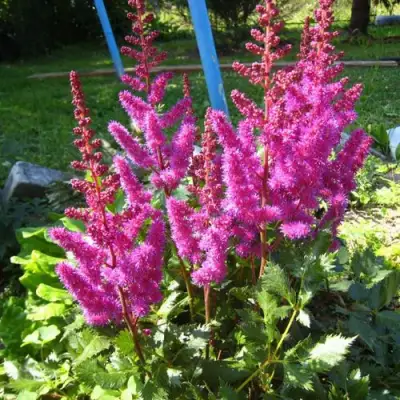 Астильба ЭЛИЗАБЕТ ВАН ВИН японская в Жодино