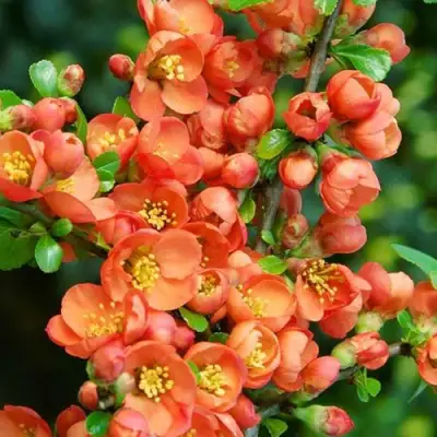 Айва ОРАНЖ ТРЕЙЛ в Жодино