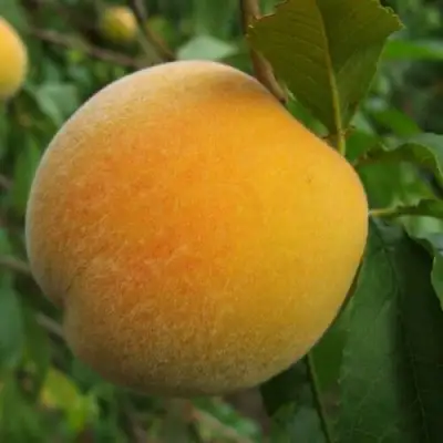 Персик ДОНЕЦКИЙ ЖЕЛТЫЙ в Жодино