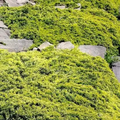 Можжевельник ГОЛДЕН КАРПЕТ горизонтальный  в Жодино