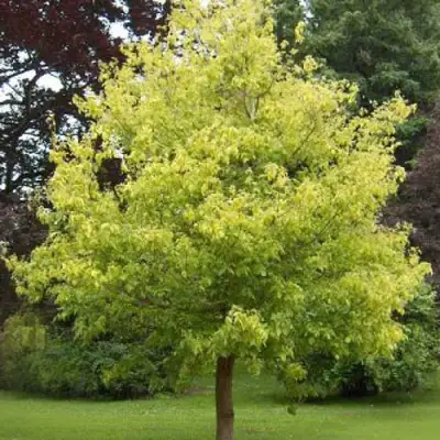 Клен ясенелистный в Жодино