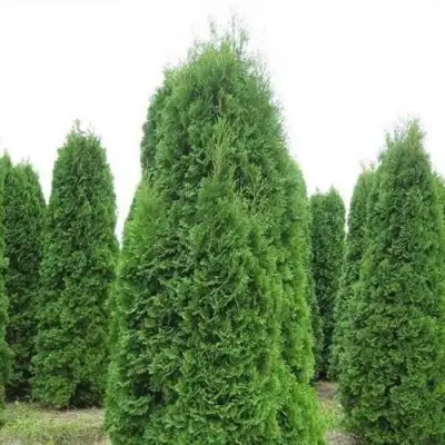 Туя КОЛУМНА западная в Жодино
