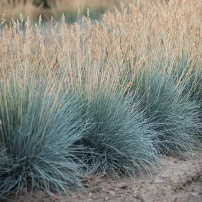 Овсяница АЙСФОГЕЛЬ сизая в Жодино
