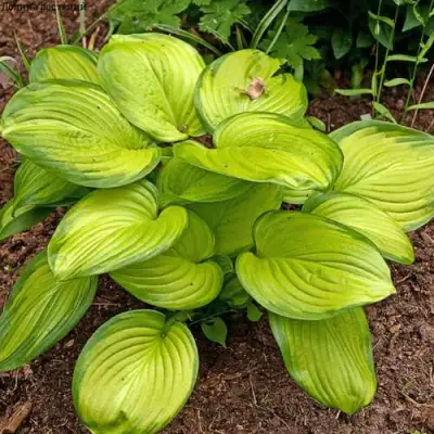 Хоста СТЕЙНД ГЛАСС гибридная в Жодино