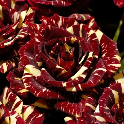 Роза АБРАКАДАБРА чайно-гибридная в Жодино