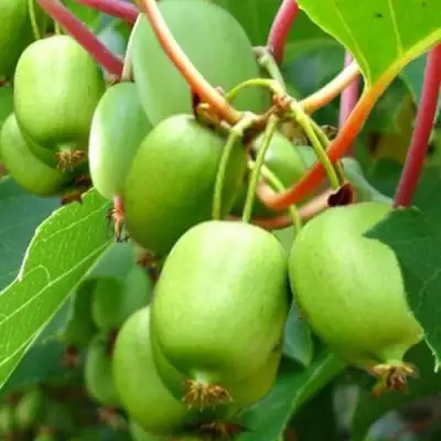 Актинидия ЭСТАФЕТА аргута в Жодино