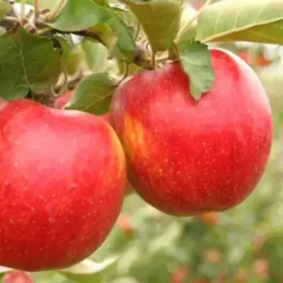 Яблоня ДЖОНАГОЛД в Жодино