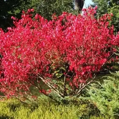 Бересклет ЕВРОПЕЙСКИЙ в Жодино