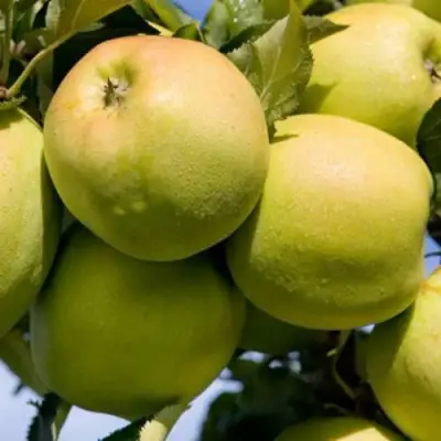 Яблоня МУТСУ в Жодино