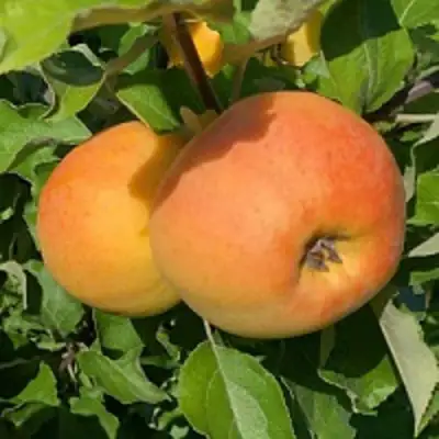 Яблоня АНТОНОВКА ЗОЛОТАЯ в Жодино