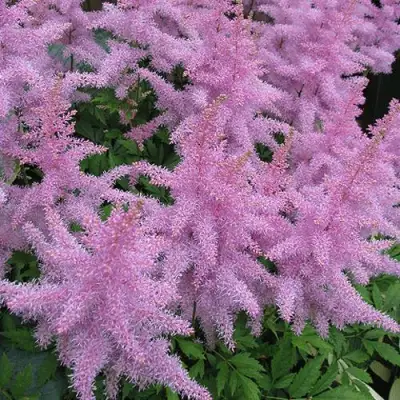 Астильба ГИАЦИНТ Арендса в Жодино