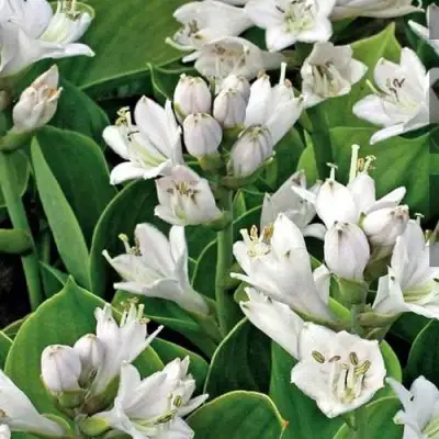 Хоста МОНСТЕР ИРЗ гибридная в Жодино